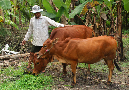 Hỗ trợ đồng bào Khmer thoát nghèo ảnh 1