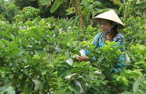 Hỗ trợ đồng bào Khmer thoát nghèo ảnh 2