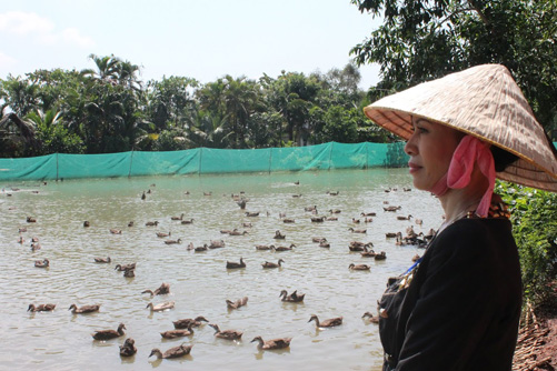 Cù lao vịt trời của nữ Việt Kiều ảnh 4