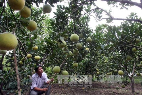 Bưởi Đoan Hùng đoạt "Thương hiệu vàng nông nghiệp 2015” ảnh 1