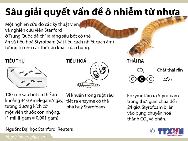 Sâu giải quyết vấn đề ô nhiễm từ nhựa ảnh 1