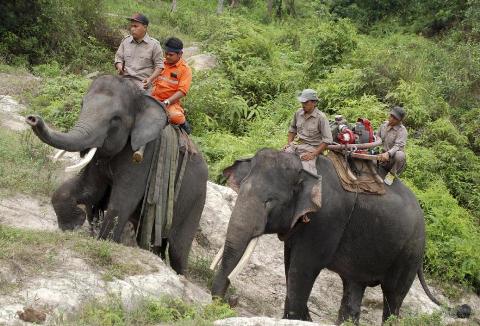 Indonesia huấn luyện voi chữa cháy rừng ảnh 2