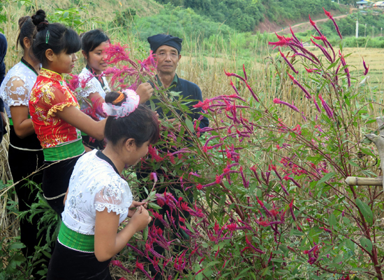Đặc sắc Tết hoa “Mền loóng phạt ái” ảnh 5