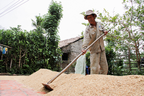 Nâng cao giá trị hạt gạo ảnh 1