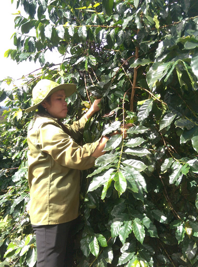 Chị Y Ró giúp buôn làng thay đổi nếp nghĩ ảnh 2