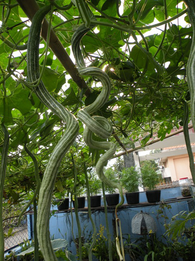 Ngọt lịm canh mướp rắn ảnh 1