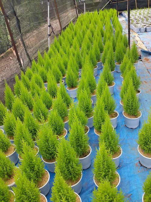 Tự tay chăm sóc cây Tùng thơm đón mùa Giáng sinh ảnh 3