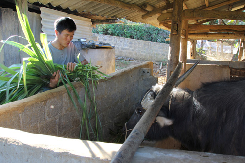 Vùng cao phòng chống đói, rét cho gia súc ảnh 2
