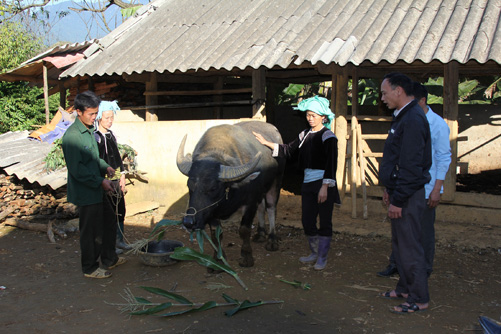 Vùng cao phòng chống đói, rét cho gia súc ảnh 1