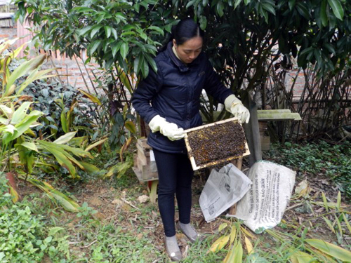 Nuôi ong mật không khó ảnh 1