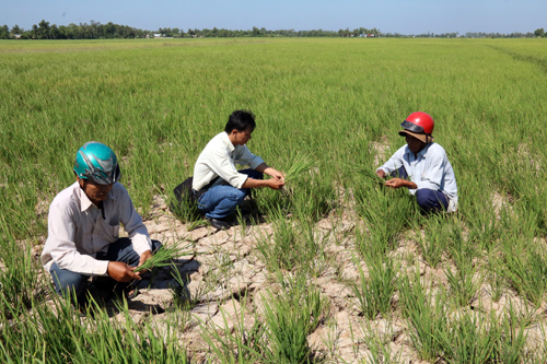 Kiên Giang phòng, chống hạn, xâm nhập mặn ảnh 1