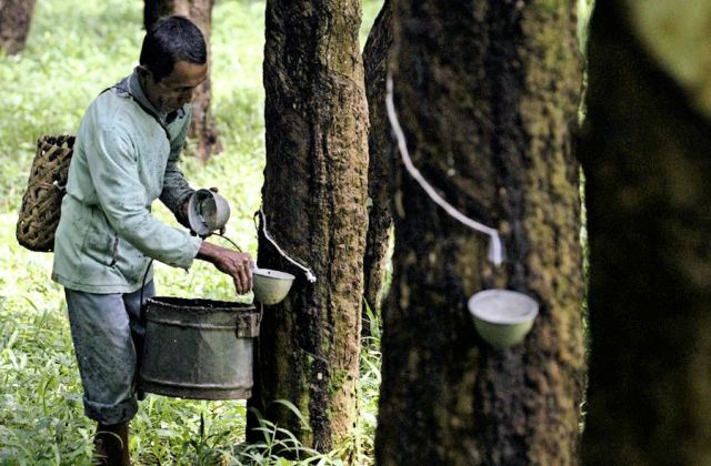 Cao su Thái Lan "điêu đứng" khi kinh tế Trung Quốc suy giảm ảnh 1