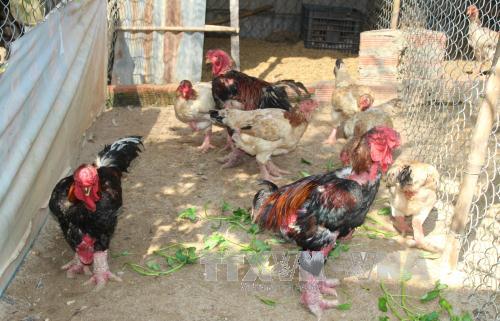 Gà Đông Tảo đắt hàng ảnh 1