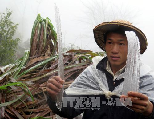 Ngân hàng Chính sách Xã hội hỗ trợ đồng bào vùng giá rét ảnh 1