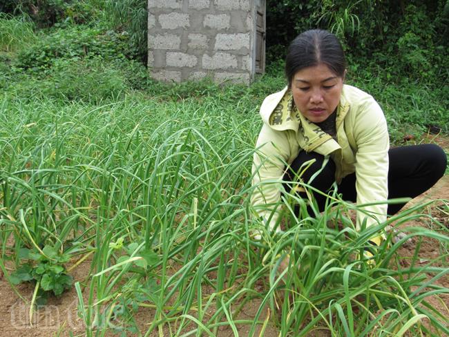 Xiêu lòng trước vẻ đẹp của Lý Sơn ảnh 6