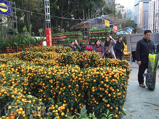 Người Hong Kong rộn ràng đón Tết ảnh 2