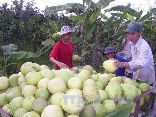 Trái cây Việt Nam sẵn sàng với TPP ảnh 1