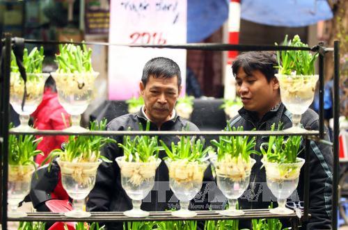 Rạng rỡ chợ hoa Tết phố Hàng Lược ảnh 6