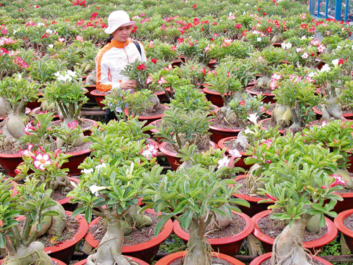 Hoa xuân Sa Đéc ảnh 2