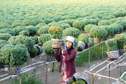 Hoa xuân Sa Đéc ảnh 3