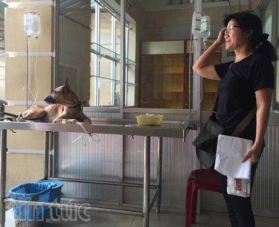 Đầu năm bệnh viện chó mèo quá tải ảnh 4