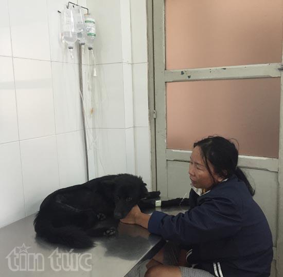 Đầu năm bệnh viện chó mèo quá tải ảnh 5