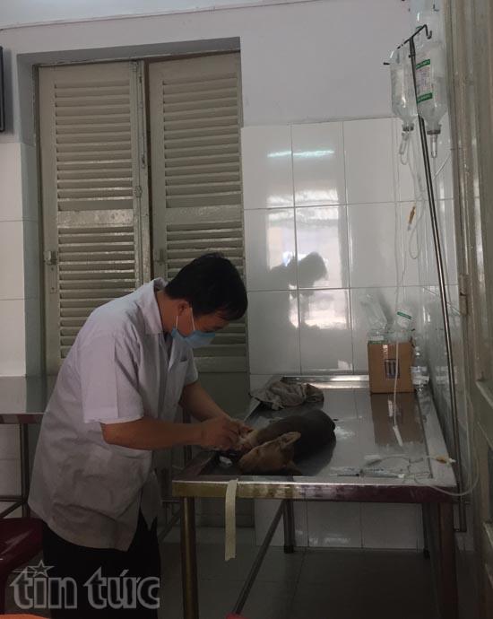 Đầu năm bệnh viện chó mèo quá tải ảnh 8