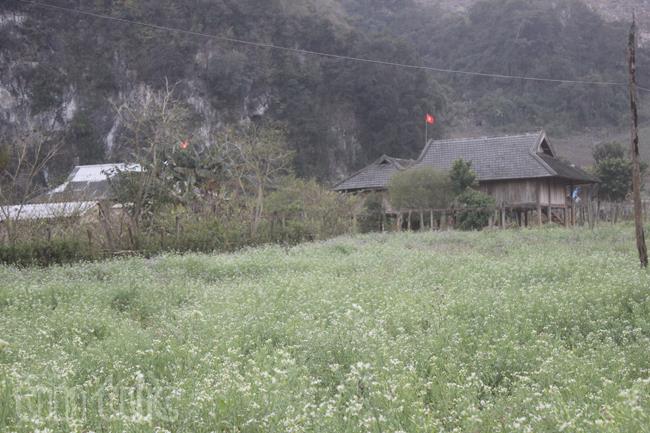 Xao xuyến sắc hoa Mộc Châu ảnh 8