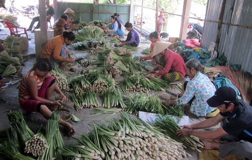 Trồng sả hiệu quả trên đất nhiễm mặn ảnh 1
