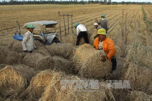 Đồng bằng sông Cửu Long điêu đứng vì hạn mặn ảnh 5