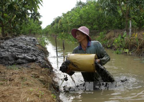 Đồng bằng sông Cửu Long điêu đứng vì hạn mặn ảnh 6