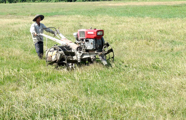 Xen canh để thích ứng biến đổi khí hậu ảnh 1