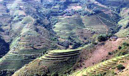 Ruộng bậc thang mang về no ấm ảnh 2