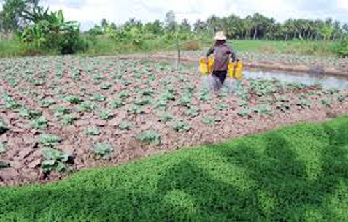 Phụ nữ Khmer giúp nhau thoát nghèo ảnh 1