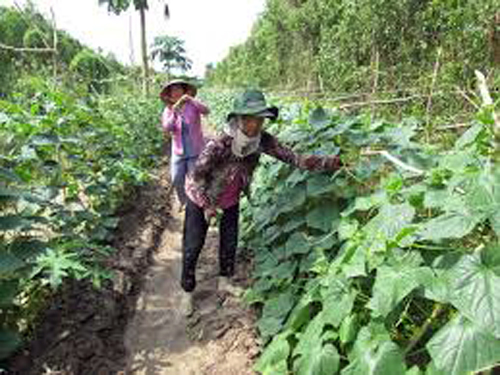 Phụ nữ Khmer giúp nhau thoát nghèo ảnh 2