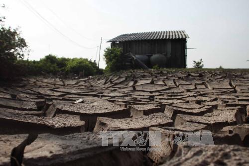 Tiền Giang oằn mình vì hạn hán, xâm mặn ảnh 12
