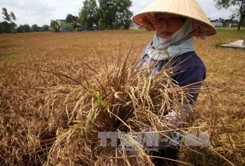 Tiền Giang oằn mình vì hạn hán, xâm mặn ảnh 14