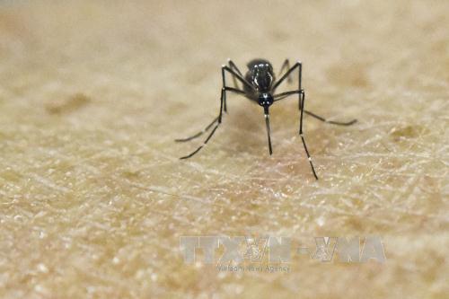 Cuba có ca lây nhiễm Zika trong nước đầu tiên ảnh 1