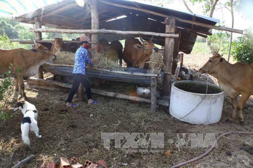 Bình Thuận chống chọi "cơn khát" nghiêm trọng ảnh 8