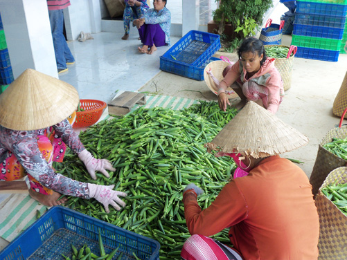 Nông dân Khmer ứng phó với hạn, mặn ảnh 2