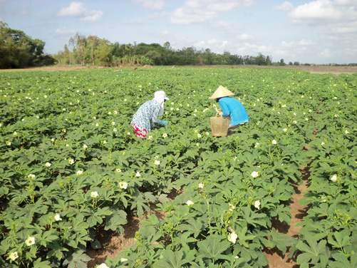 Nông dân Khmer ứng phó với hạn, mặn ảnh 1