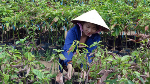 Trái cây mất mùa, nguồn cung giảm ảnh 1