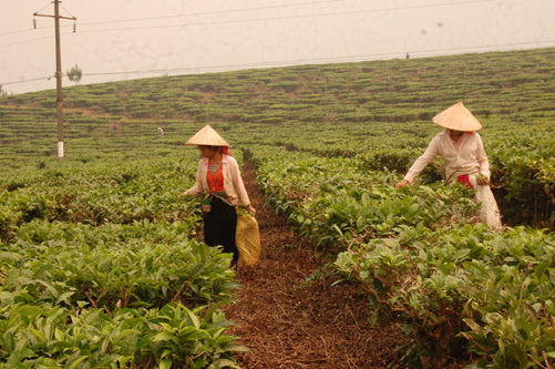 Thu hút vốn nước ngoài phát triển vùng dân tộc - Bài cuối ảnh 2