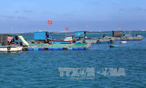 Lý Sơn giản dị mà đầy mê hoặc ảnh 11