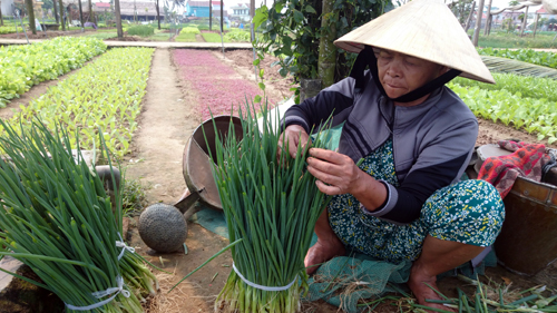 Du lịch “homestay” ở làng rau Trà Quế ảnh 2