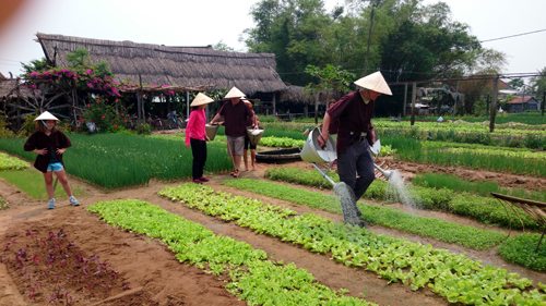 Du lịch “homestay” ở làng rau Trà Quế ảnh 1
