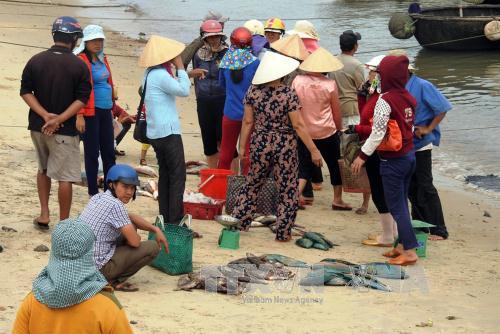 Xử lý hiện tượng cá chết bất thường tại ven biển Bắc Trung Bộ ảnh 1