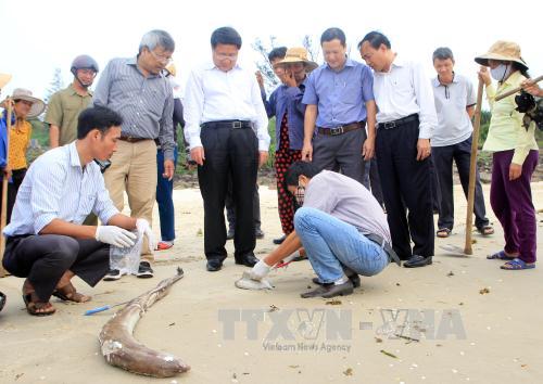 Tình trạng cá chết ở miền Trung đã giảm ảnh 1