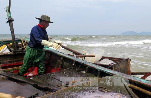 Ngư dân miền Trung lại ra khơi bất chấp mối lo cá ế ảnh 1