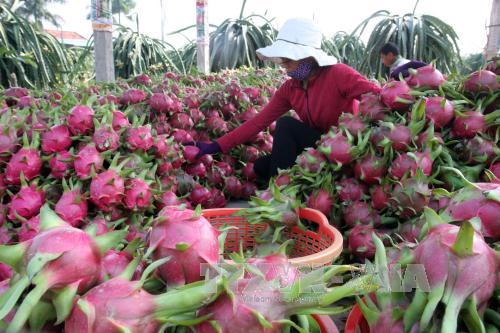 Thị trường Australia mở rộng cho thanh long Việt Nam ảnh 1